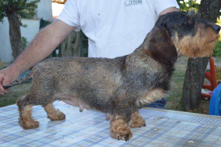 Un Teckel sur une table, dans une posture de présentation en exposition canine