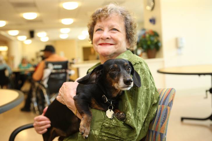 Un Teckel dans les bras d'une femme âgée