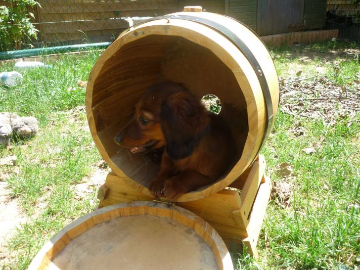 Friska - Teckel Femelle (5 mois)