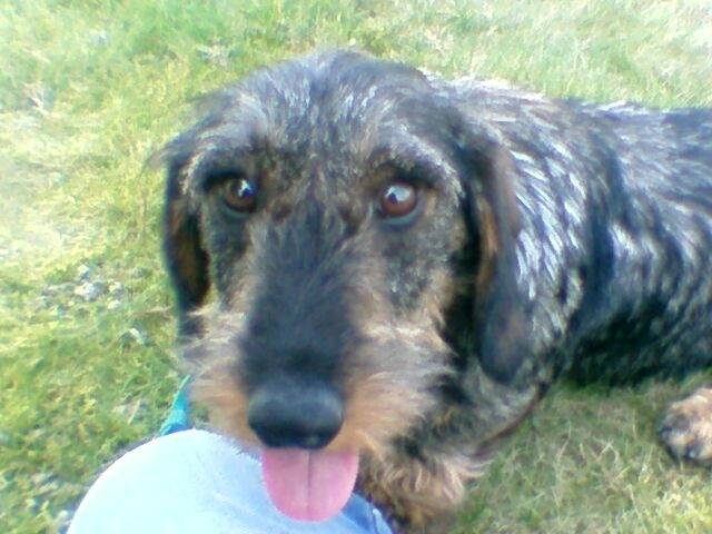 Nouille *Grenouille * - Teckel Femelle (7 mois)