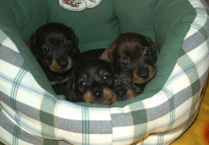 Trois chiots Teckel allongés dans un panier