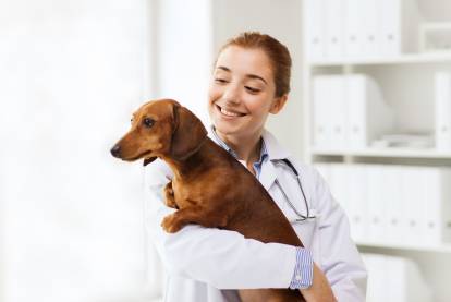 Un Teckel dans les bras d'un vétérinaire