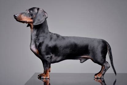 Un Teckel vu de profil sur un arrière-plan gris