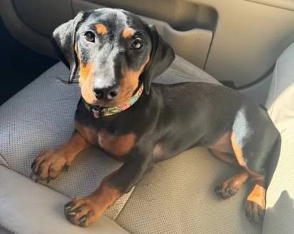 Un Teckel allongé sur le siège d'un véhicule et portant un collier autour du cou