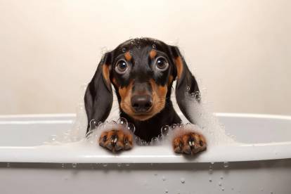 Un Teckel dans une baignoire et couvert de mousse