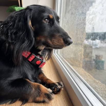 Un Teckel portant un collier autour du cou et regardant par la fenêtre