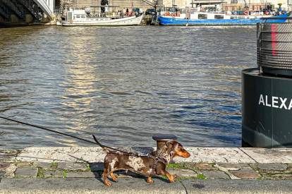 Un Teckel tenu en laisse au bord de la Seine, à Paris