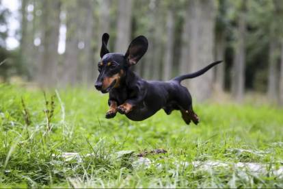 Un Teckel en train de sauter en courant dans l'herbe