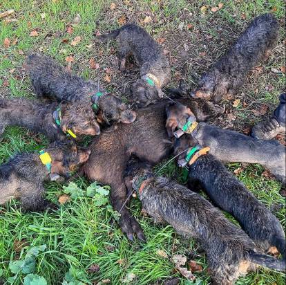 Une meute de Teckels autour de la dépouille d'un sanglier