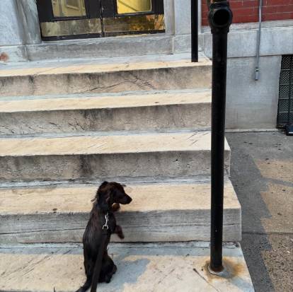 Un Teckel montant les marches d'accès à un bâtiment. 