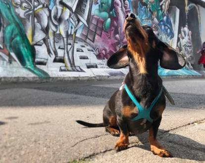 Un Teckel assis devant le mur de Berlin