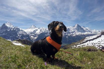 Un Teckel dans les Alpes suisses