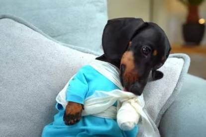 Un Teckel assis sur un canapé et ayant une patte bandée