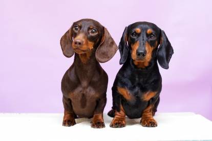 Deux Teckels assis sur une table