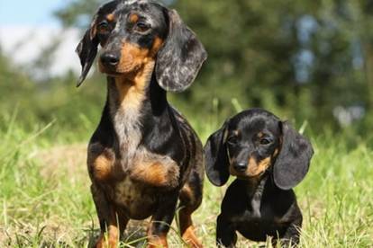 Deux Teckels sur une surface herbacée