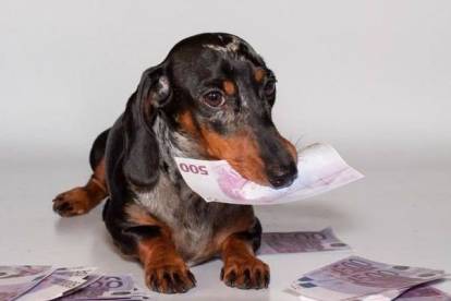 Un Teckel allongé avec des billets sur le sol et un dans sa gueule