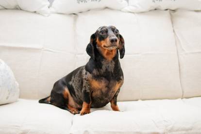 Un Teckel assis sur un canapé