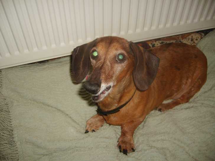 maestro - Teckel Mâle (13 ans)