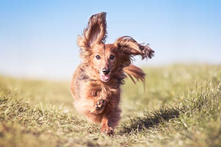 Un Teckel en train de courir sur de l'herbe avec les oreilles au vent