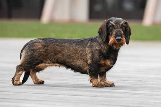 Un Teckel à poil dur regardant vers la caméra