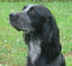 Epagneul Bleu de Picardie - Épagneul Bleu de Picardie