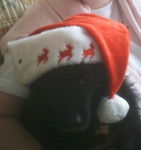 Bandit - Croisé épagneul bleu de picardie - Épagneul Bleu de Picardie