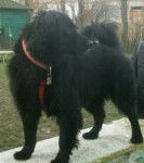 Bandit - Croisé épagneul bleu de picardie - Épagneul Bleu de Picardie