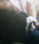 Bandit - Croisé épagneul bleu de picardie - Épagneul Bleu de Picardie