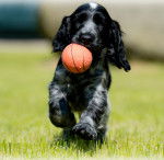 Photo Épagneul Bleu de Picardie