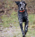 Photo Épagneul Bleu de Picardie