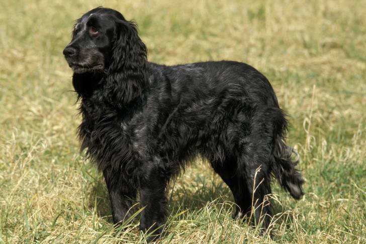 Photo Épagneul Bleu de Picardie