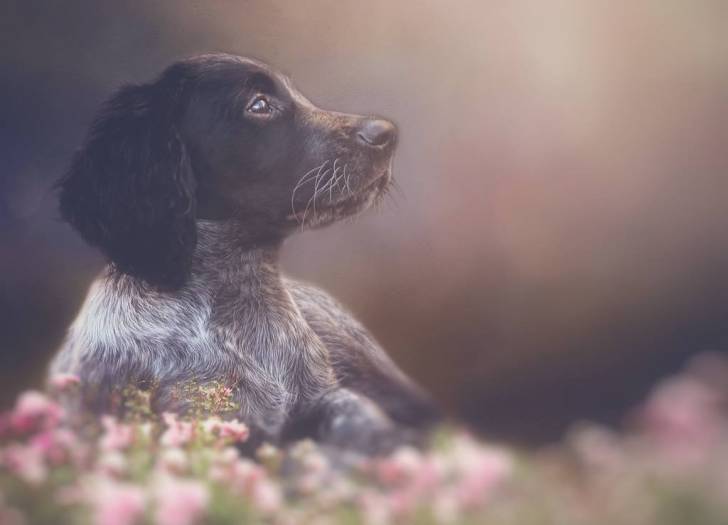 Photo Épagneul Bleu de Picardie