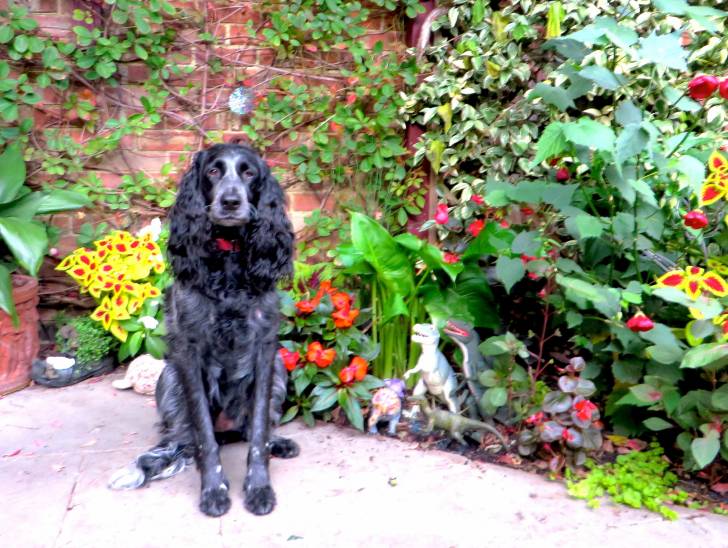 Photo Épagneul Bleu de Picardie