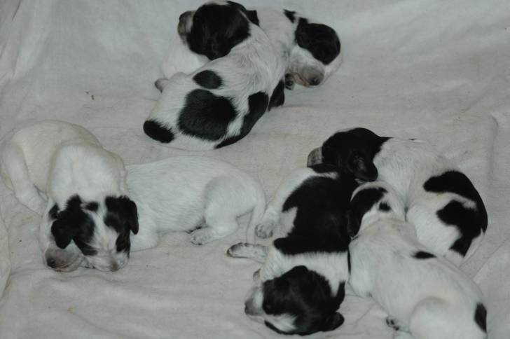 Photo Épagneul Bleu de Picardie