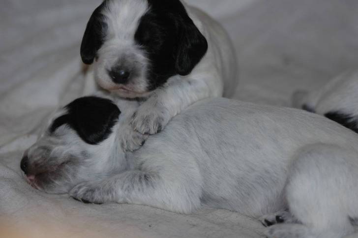 Photo Épagneul Bleu de Picardie