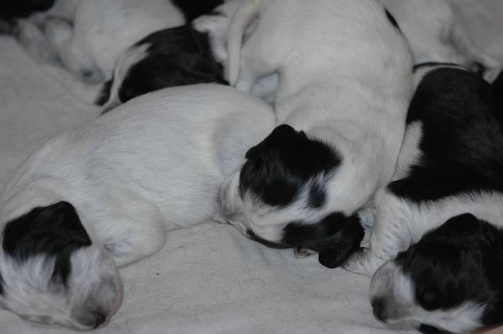 Photo Épagneul Bleu de Picardie