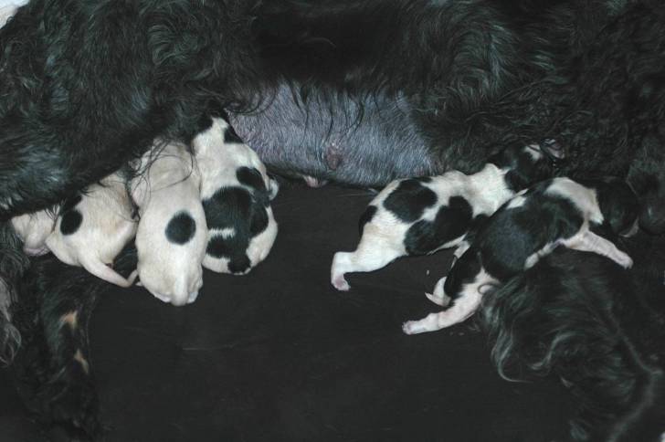 Photo Épagneul Bleu de Picardie