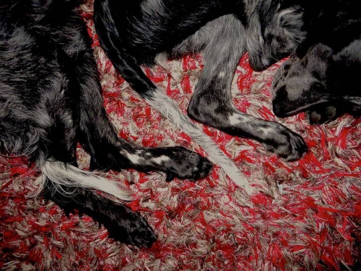 Photo Épagneul Bleu de Picardie