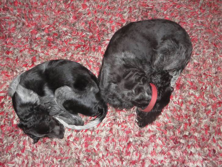 Photo Épagneul Bleu de Picardie