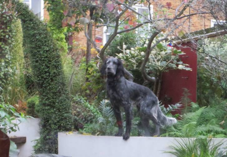 Photo Épagneul Bleu de Picardie