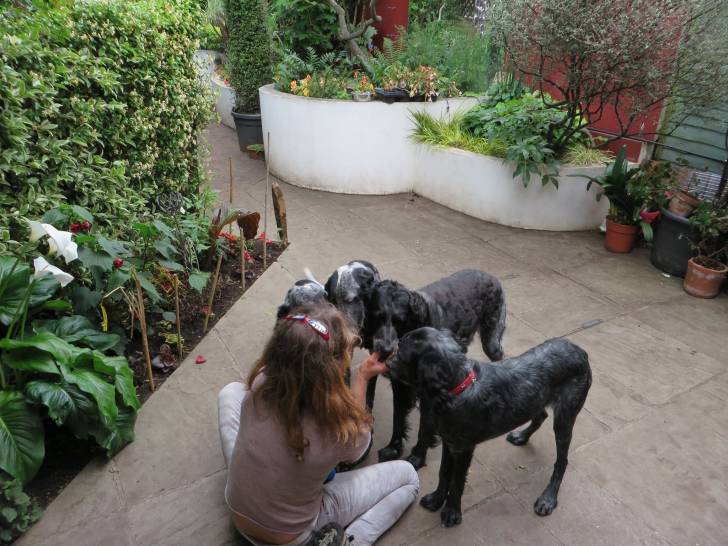 Photo Épagneul Bleu de Picardie