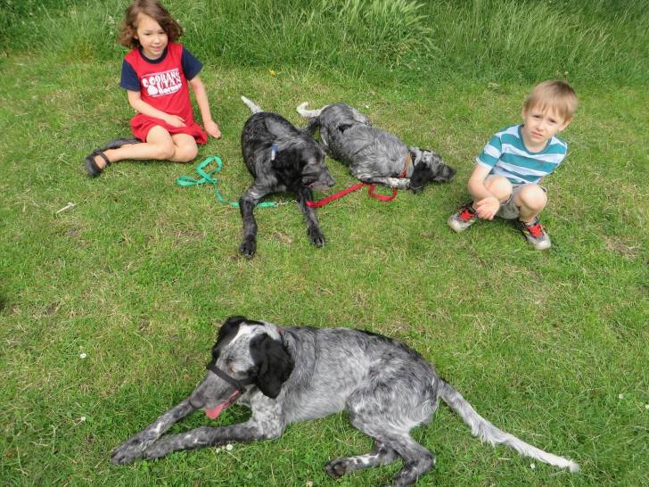 Photo Épagneul Bleu de Picardie