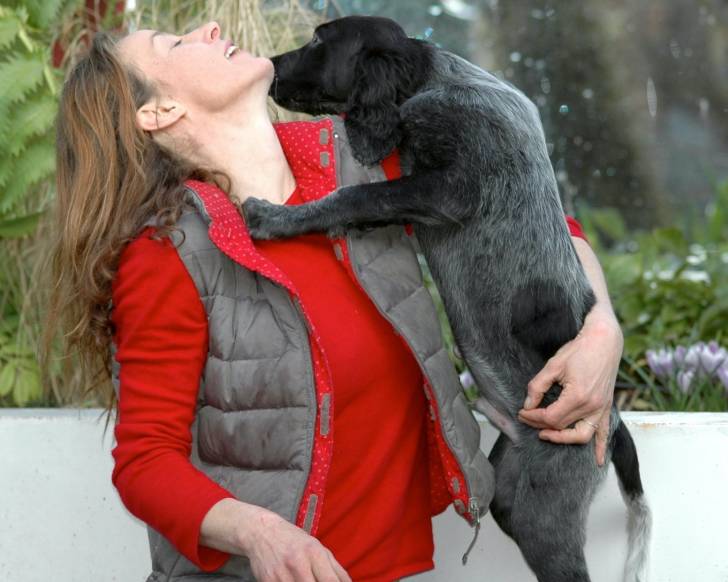 Photo Épagneul Bleu de Picardie