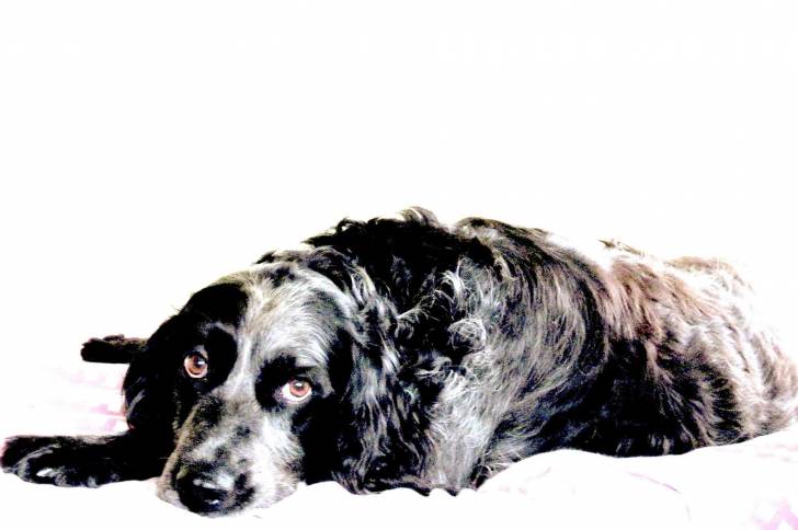 Photo Épagneul Bleu de Picardie