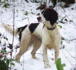 epagneul francais enca du hameau des castangs - Épagneul Français