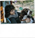 epagneul français -SIMBA - Épagneul Français