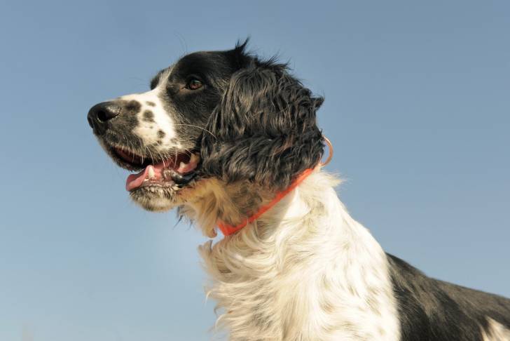 Photo Épagneul Français