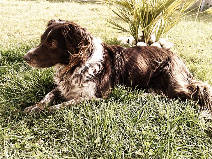 Polly - Épagneul Français Femelle (7 ans)