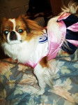 Pups as a Cheerleader for Halloween - Épagneul Japonais Mâle (4 ans)