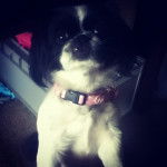 Tiffy - Épagneul Japonais (2 ans)